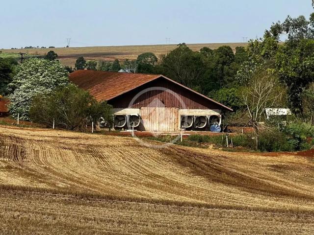 Fazenda venda em Dona Guilhermina Tenfen, Cafelândia