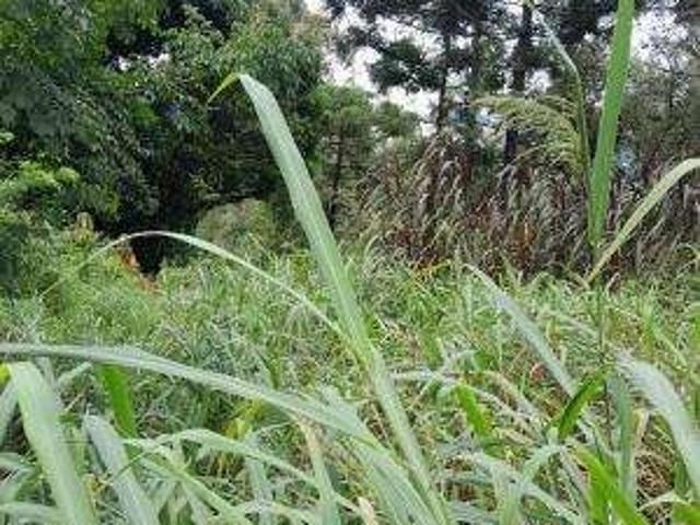 Fazenda venda em Polvilho, Cajamar