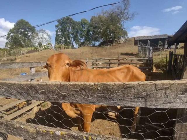Fazenda venda em Região Geográfica Imediata de Poços de Caldas, Caldas