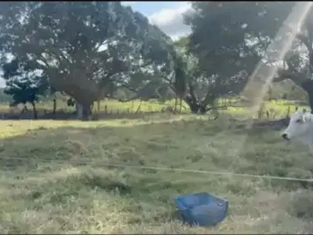 Fazenda venda em Região Geográfica Imediata de Campo Grande, Camapuã