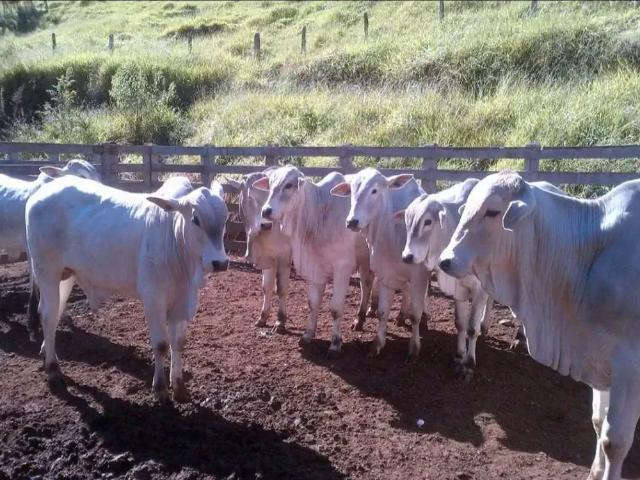 Fazenda venda em Região Geográfica Imediata de Pouso Alegre, Cambuí