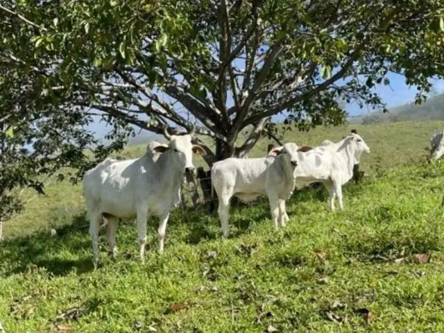 Fazenda venda em Região Geográfica Imediata de Porangatu, Campinaçu