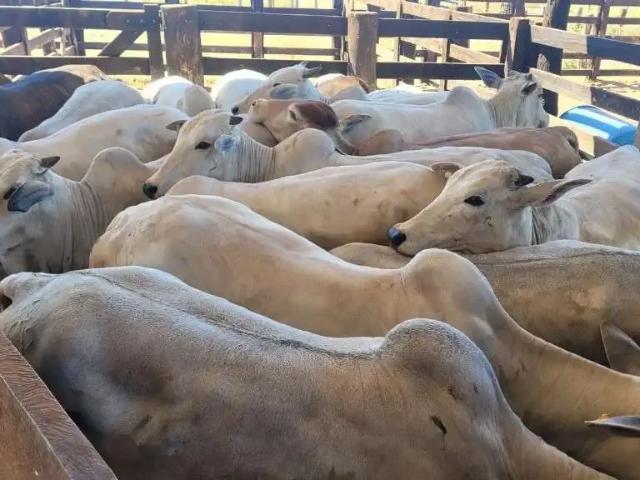Fazenda venda em Região Geográfica Imediata de Uberlândia, Campina Verde