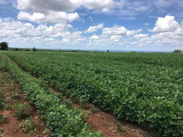 Fazenda venda em Região Geográfica Imediata de Água Boa, Campinápolis