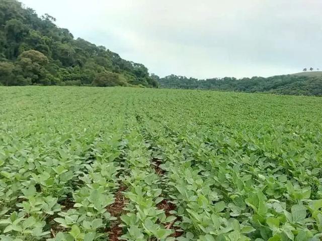 Fazenda venda em Região Geográfica Imediata de Cascavel, Campo Bonito
