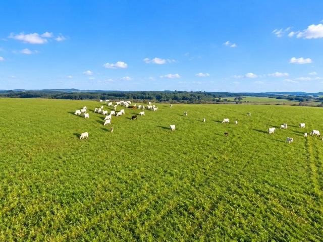 Fazenda venda em Campo do Tenente, Região Geográfica Intermediária de Curitiba