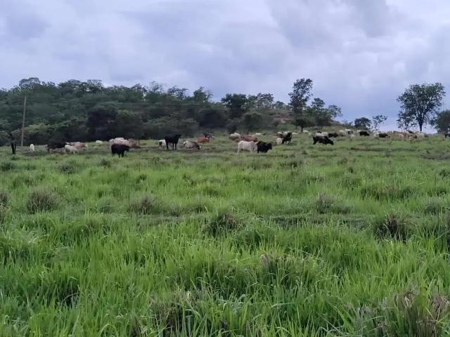 Fazenda venda em Região Geográfica Imediata de Uberaba, Campo Florido