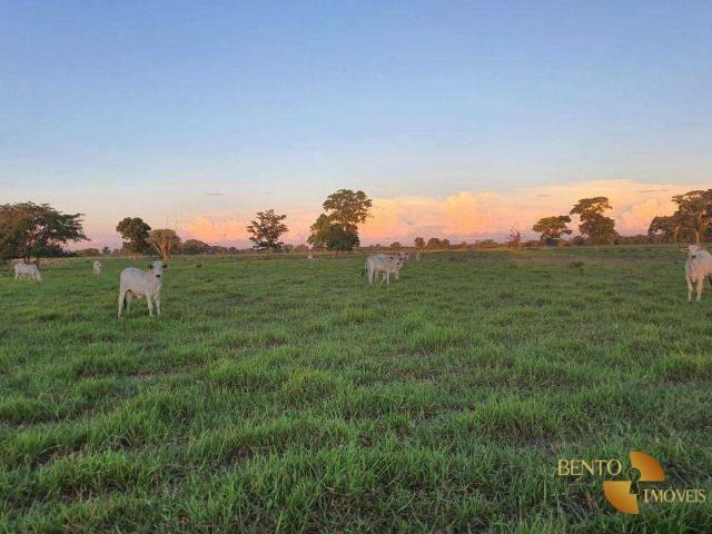 Fazenda venda em Jardim das Reginas, Campo Grande