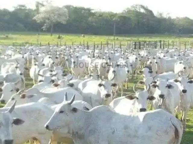 Fazenda venda em Região Geográfica Imediata de Campo Grande, Campo Grande