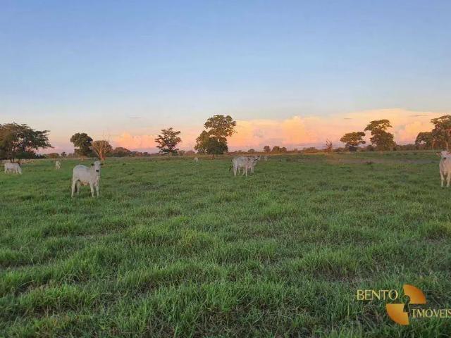 Fazenda venda em Região Geográfica Imediata de Campo Grande, Campo Grande