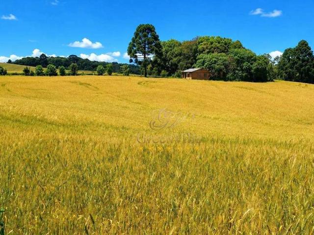 Fazenda venda em Itaqui, Campo Largo