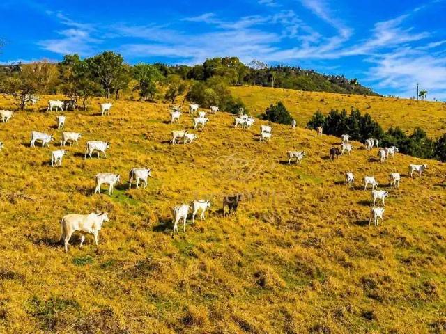 Fazenda venda em Região Geográfica Imediata de Curitiba, Região Metropolitana de Curitiba
