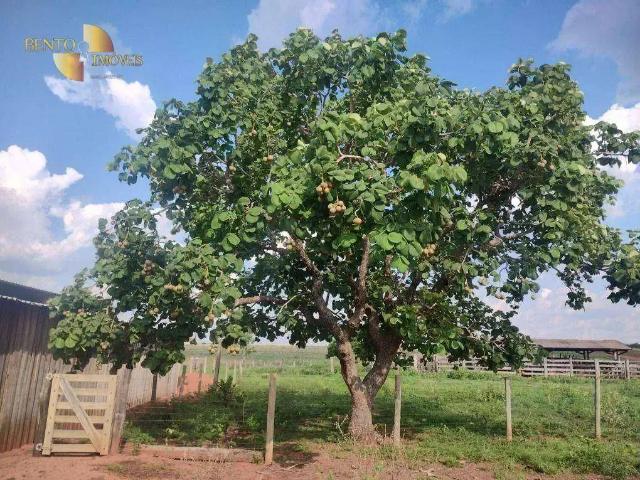 Fazenda venda em Região Geográfica Imediata de Cuiabá, Região Metropolitana do Vale do Rio Cuiabá