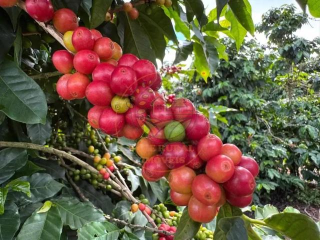 Fazenda venda em Região Geográfica Imediata de Araxá, Campos Altos