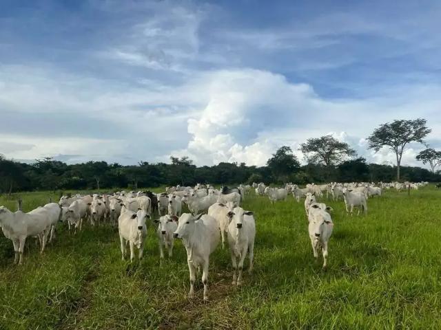 Fazenda venda em Região Geográfica Imediata de Posse-Campos Belos, Campos Belos
