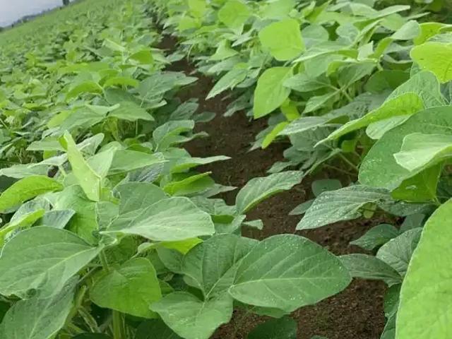 Fazenda venda em Região Geográfica Imediata de Porto Velho, Candeias do Jamari