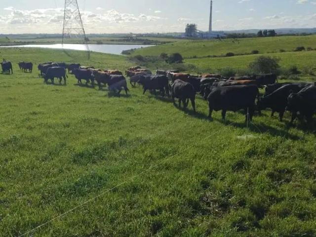 Fazenda venda em Região Geográfica Imediata de Bagé, Candiota