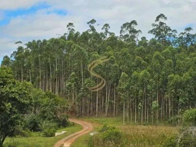 Fazenda venda em Região Imediata de Itapeva, Capão Bonito