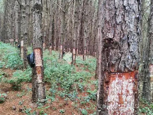 Fazenda venda em Região Imediata de Itapeva, Capão Bonito