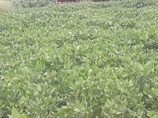 Fazenda venda em Região Geográfica Imediata de Ituiutaba, Capinópolis