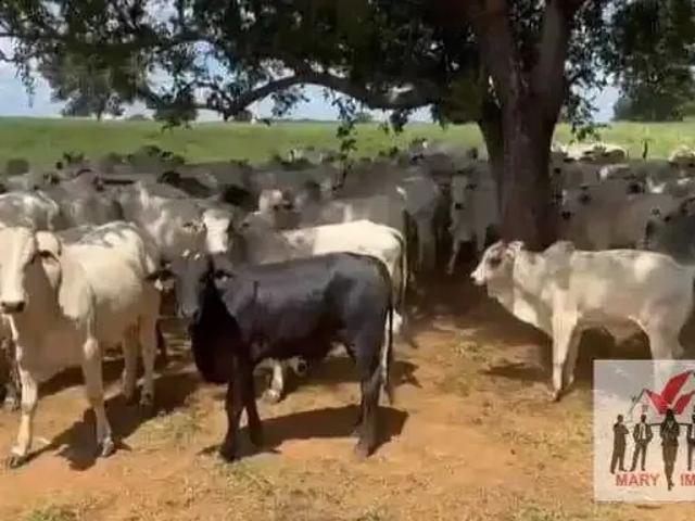 Fazenda venda em Região Geográfica Imediata de Montes Claros, Montes Claros