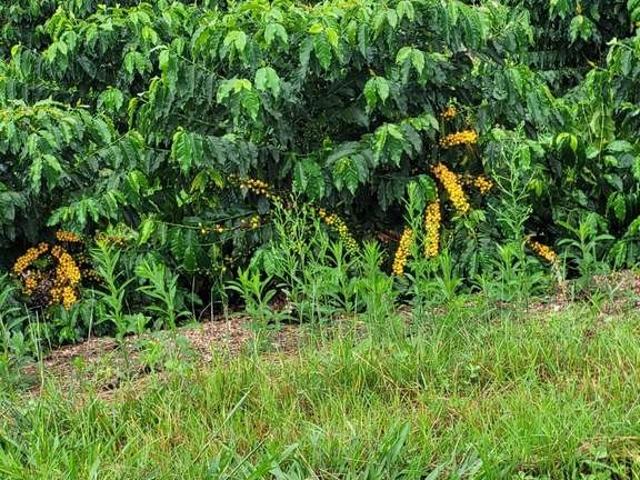 Fazenda venda em Região Geográfica Imediata de Piumhi, Capitólio