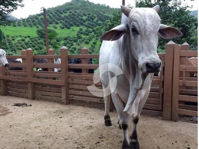 Fazenda venda em Carmo