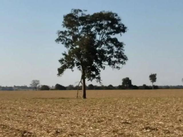 Fazenda venda em Região Geográfica Imediata de Iturama, Carneirinho