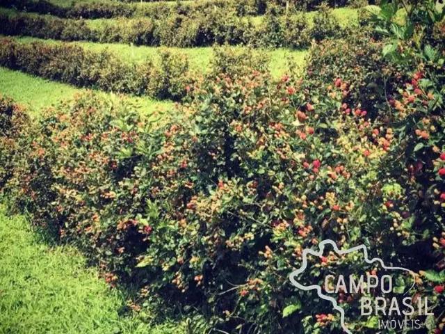 Fazenda venda em Região Geográfica Imediata de Caxambu - Baependi, Carvalhos