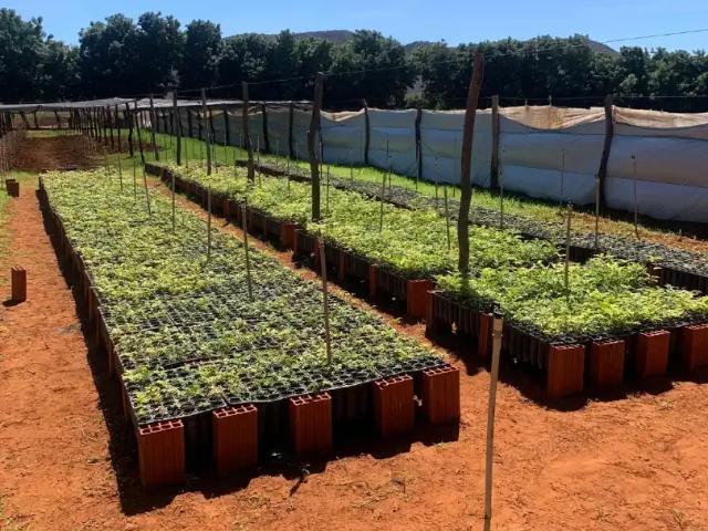 Fazenda venda em Região Geográfica Imediata de Juazeiro, Região Administrativa Integrada de Desenvolvimento do Polo Petrolina e Juazeiro