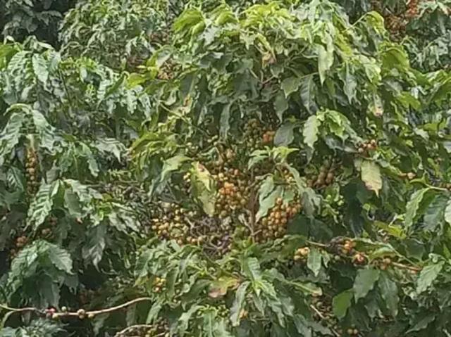 Fazenda venda em Região Imediata de Ribeirão Preto, Região Metropolitana de Ribeirão Preto