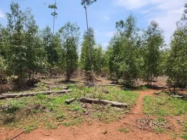 Fazenda venda em Região Geográfica Imediata de Paranaíba - Chapadão do Sul - Cassilândia, Cassilândia