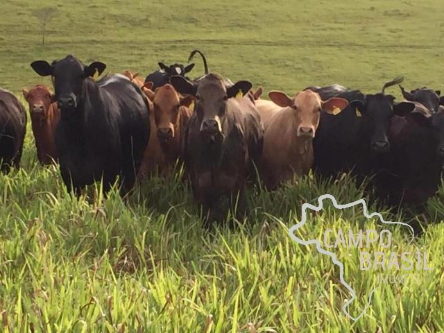 Fazenda venda em Parque Real, Pouso Alegre