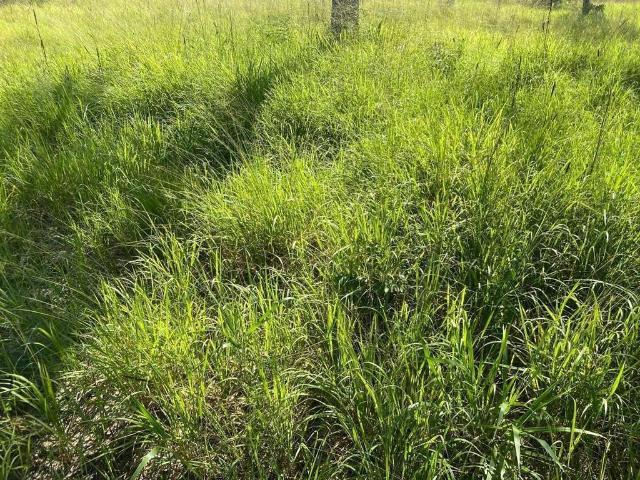 Fazenda venda em Região Geográfica Imediata de Joinville, Jaraguá do Sul