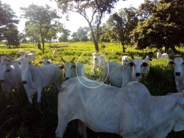 Sítio e chácara venda em Região Geográfica Imediata de Cuiabá, Região Metropolitana do Vale do Rio Cuiabá