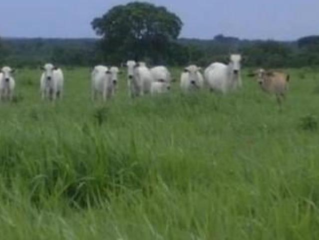 Sítio e chácara venda em Região Geográfica Imediata de Confresa - Vila Rica, Alto Boa Vista