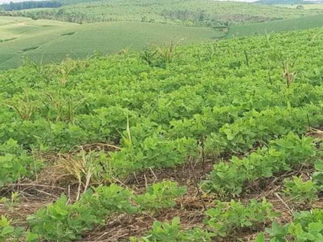 Sítio e chácara venda em Região Geográfica Imediata de Juiz de Fora, Andrelândia