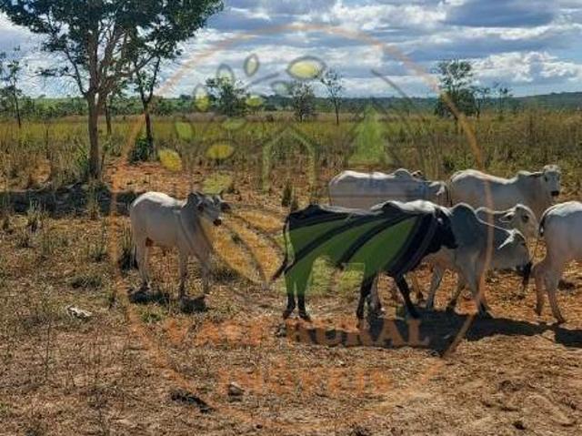 Sítio e chácara venda em Região Geográfica Imediata de Patos de Minas, Brasilândia de Minas
