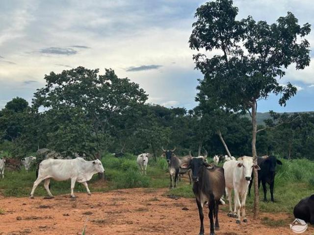 Sítio e chácara venda em Centro, Belo Horizonte