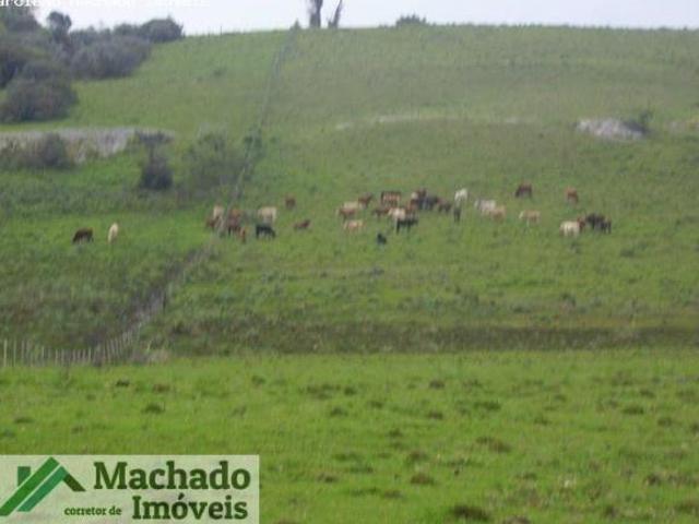 Sítio e chácara venda em Região Geográfica Imediata de São Gabriel - Caçapava do Sul, Cacapava do Sul