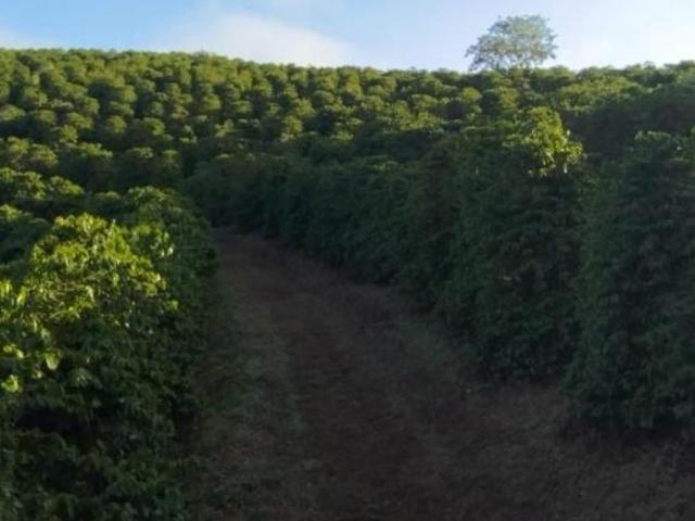 Sítio e chácara venda em Região Geográfica Imediata de Guaxupé, Cabo Verde