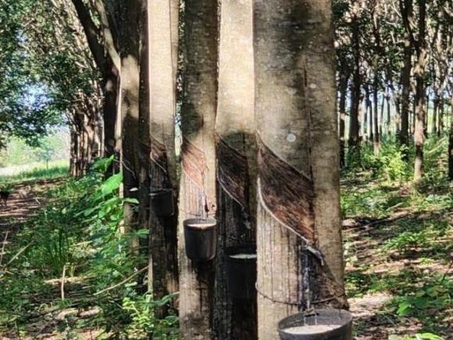 Sítio e chácara venda em Região Geográfica Imediata de Uberlândia, Campina Verde