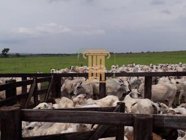 Sítio e chácara venda em Região Geográfica Imediata de Campo Grande, Campo Grande