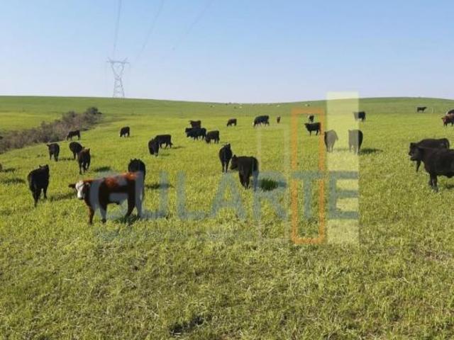 Sítio e chácara venda em Região Geográfica Imediata de Bagé, Candiota