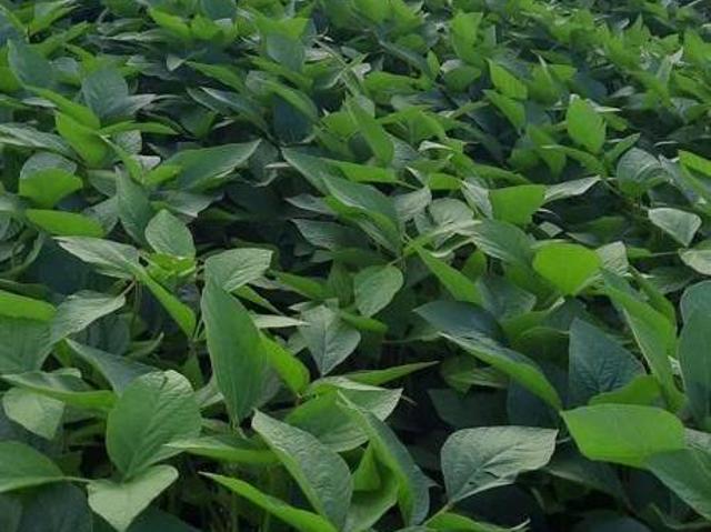 Sítio e chácara venda em Região Geográfica Imediata de Frutal, Comendador Gomes