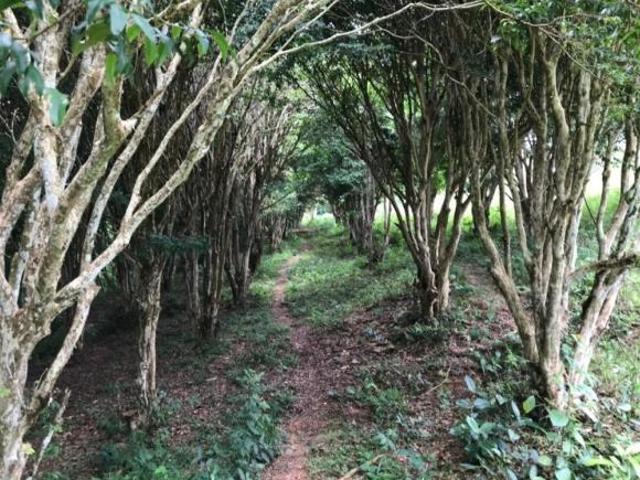 Sítio e chácara venda em Região Geográfica Imediata de São Lourenço, Conceição do Rio Verde