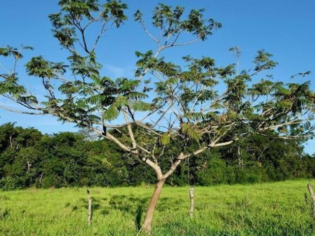 Sítio e chácara venda em Corinto, Região Geográfica Intermediária de Belo Horizonte