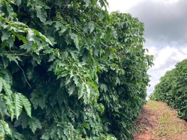 Sítio e chácara venda em Região Geográfica Imediata de Campo Belo, Cristais