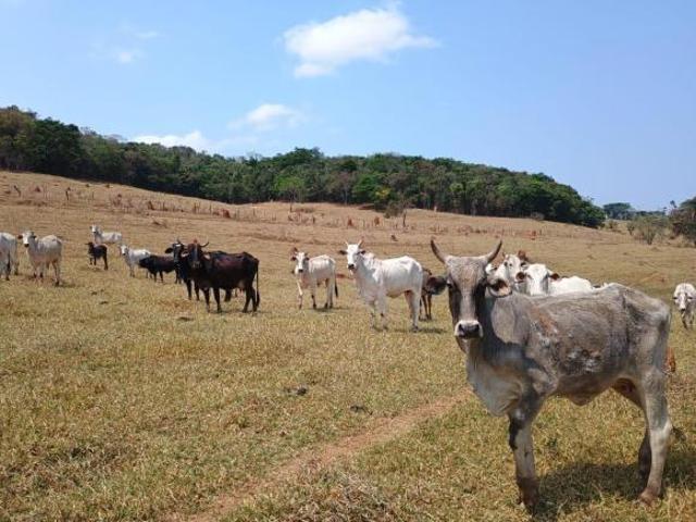 Sítio e chácara venda em Região Geográfica Imediata de Oliveira, Crucilândia