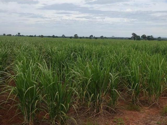 Sítio e chácara venda em Região Imediata de Dracena, Dracena